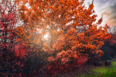 Shining through the autumn leaves Photography titled "Shining through the…" by Dejan Travica, Original Artwork, Digital Photography