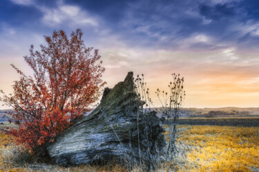 An old stump in the middle of the field "An old stump in the…" başlıklı Fotoğraf Dejan Travica tarafından, Orijinal sanat, Dijital Fotoğrafçılık