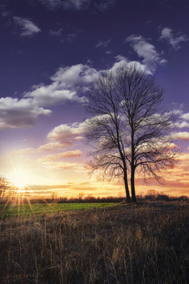Photography titled "Lonely bare tree at…" by Dejan Travica, Original Artwork, Digital Photography