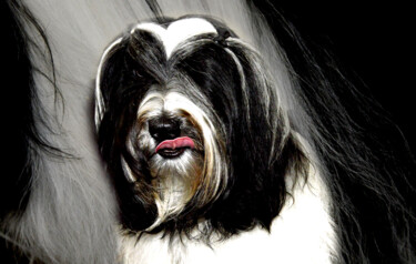 Fotografia intitolato "Chiens 3" da Jean-Claude Mathier, Opera d'arte originale, Fotografia digitale