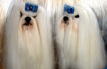 Photography titled "Chiens 4" by Jean-Claude Mathier, Original Artwork, Digital Photography