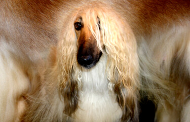 Photography titled "Chiens 5" by Jean-Claude Mathier, Original Artwork, Digital Photography