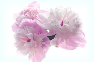 摄影 标题为“Flowerissimo_17054” 由Michael Vdovin, 原创艺术品, 数码摄影