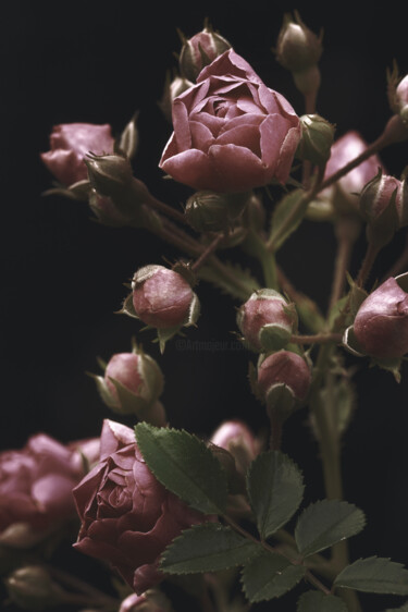 摄影 标题为“Flowerissimo_19216” 由Michael Vdovin, 原创艺术品, 数码摄影