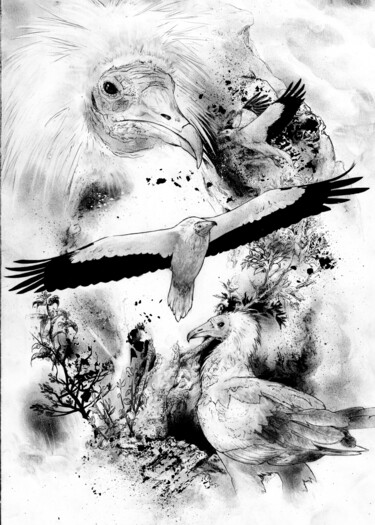 Dessin intitulée "Percnoptère" par Léo Saint-Arroman, Œuvre d'art originale, Encre