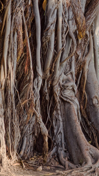 "FICUS GEANT 2" başlıklı Fotoğraf Rémy Vallée tarafından, Orijinal sanat, Fotoşopsuz fotoğraf