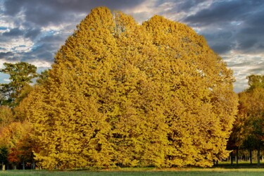 Photographie intitulée "HÊTRES FLAMBOYANT" par Rémy Vallée, Œuvre d'art originale, Photographie numérique