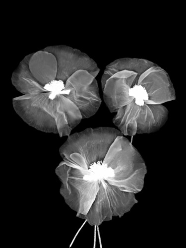 제목이 "Black and White Pop…"인 사진 Bilge Paksoylu로, 원작, 디지털