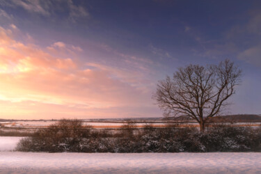 Bare tree in the winter field at sunset Fotografie mit dem Titel "Bare tree in the wi…" von Dejan Travica, Original-Kunstwerk, Digitale Fotografie