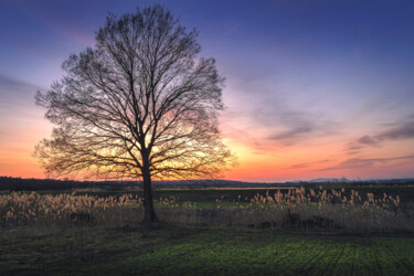 Lonely bare tree in the field at sunset Photography titled "Lonely bare tree in…" by Dejan Travica, Original Artwork, Digital Photography