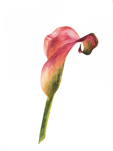 Картина под названием "Zantedeschia" - Liliia Yeremenko, Подлинное произведение искусства, Акварель