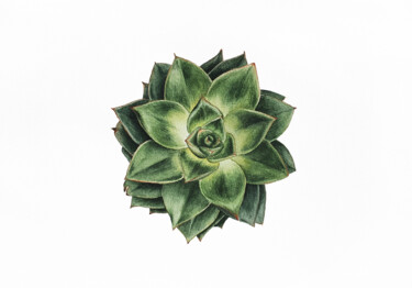 Картина под названием "Echeveria agavoides" - Liliia Yeremenko, Подлинное произведение искусства, Акварель