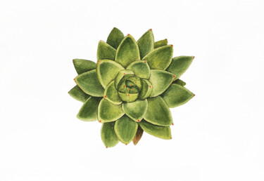 Картина под названием "Echeveria" - Liliia Yeremenko, Подлинное произведение искусства, Акварель