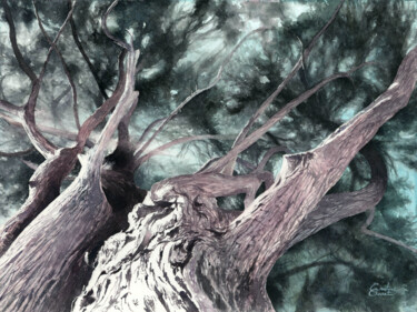 Disegno intitolato "Cupressus 2" da Émeline Garet, Opera d'arte originale, Acquarello