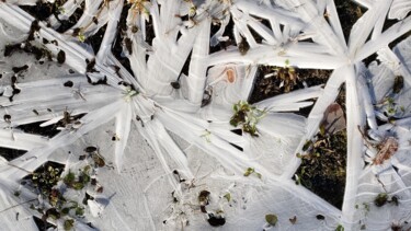 제목이 "FLEURS DE GLACE- IC…"인 사진 Jean-Thomas Bédard로, 원작, 조작되지 않은 사진
