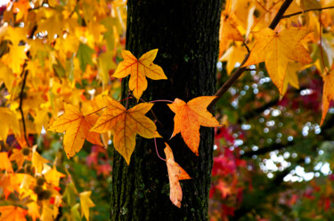 Photography titled "AUTUMN LEAVES l" by Sergio Assis, Original Artwork, Digital Photography