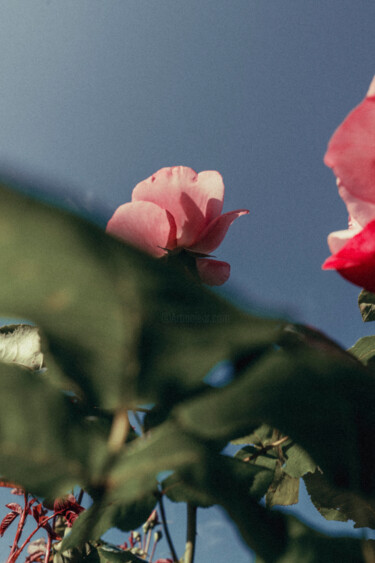 제목이 "Regents Park garden…"인 사진 Juliana Vasquez로, 원작, 디지털