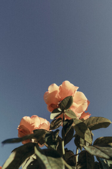 제목이 "REGENTS PARK GARDEN…"인 사진 Juliana Vasquez로, 원작, 디지털