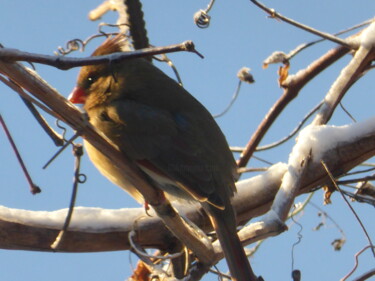 La maman cardinal endure le froid préalablement à son départ 摄影 标题为“La maman cardinal e…” 由Odilon Talbot, 原创艺术品, 数码摄影
