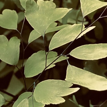 "Maidenhair" başlıklı Fotoğraf Fatima Fernandes tarafından, Orijinal sanat, Fotoşoplu fotoğrafçılık