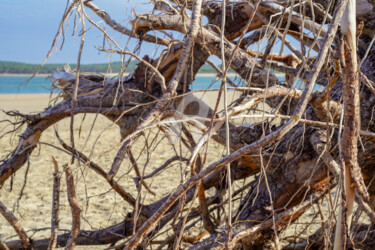 Photographie intitulée "rejet de l'océan" par A.T Photographie, Œuvre d'art originale, Photographie numérique