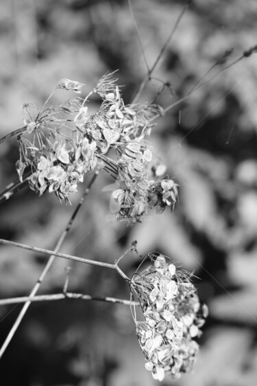 Photographie intitulée "Fleurs" par A.T Photographie, Œuvre d'art originale, Photographie numérique