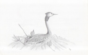 Tekening getiteld "Le grèbe au nid" door Bruno Parmentier, Origineel Kunstwerk, Potlood