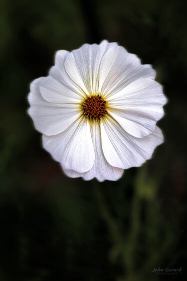 Photographie intitulée "Beauty in white" par John Gerard, Œuvre d'art originale, Photographie numérique