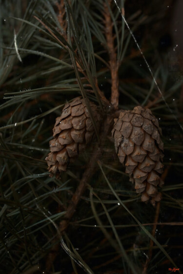 Spruce cones Photography titled "Spruce cones" by Kh_yaguar, Original Artwork, Analog photography