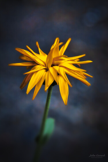 Φωτογραφία με τίτλο "Calendula" από John Gerard, Αυθεντικά έργα τέχνης, Ψηφιακή φωτογραφία