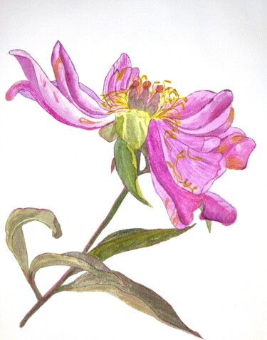 "Blooming peony" başlıklı Tablo Tetyana Levchuk tarafından, Orijinal sanat, Suluboya
