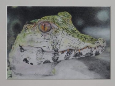Baby Caiman Disegno intitolato "Baby Caiman" da Astrid Warakomski, Opera d'arte originale, Matite colorate