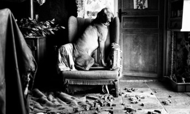 Photographie intitulée "who me?" par David Page, Œuvre d'art originale, Photographie numérique
