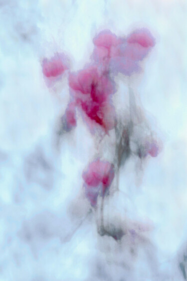 Photography titled "Sang de l'hiver" by Christophe Sécher, Original Artwork, Digital Photography