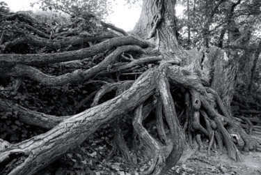 "RACINES 2" başlıklı Fotoğraf Rémy Vallée tarafından, Orijinal sanat, Dijital Fotoğrafçılık