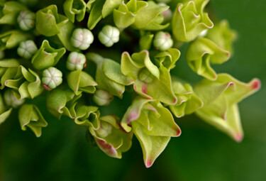 "Hortensia 98" başlıklı Fotoğraf Thierry Martin tarafından, Orijinal sanat, Dijital Fotoğrafçılık
