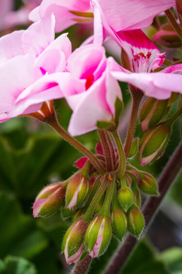 摄影 标题为“Geranium du mois de…” 由Marie Chistine Barnaud, 原创艺术品, 数码摄影