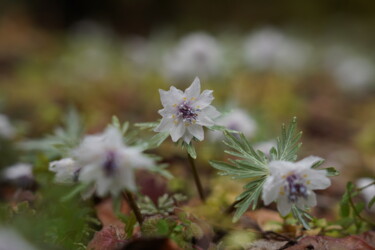 제목이 "Double-flowered Set…"인 사진 Svalvald Photo로, 원작, 디지털