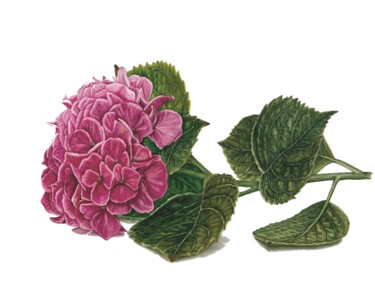 Hydrangea Macrophylla 绘画 标题为“Hydrangea Macrophyl…” 由Alisa Vovk, 原创艺术品, 水彩