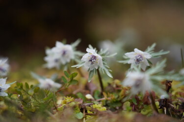 제목이 "Double-flowered Set…"인 사진 Svalvald Photo로, 원작, 디지털