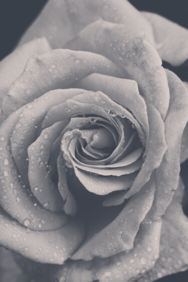 Photography titled "Flowerissimo_15834" by Michael Vdovin, Original Artwork, Digital Photography