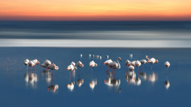 La pause des flamants roses Photographie intitulée "La pause des flaman…" par Sara Fraysse, Œuvre d'art originale, Photographie numérique