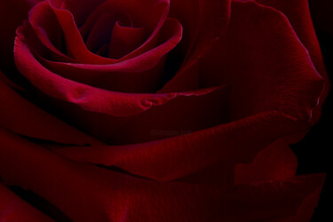 "Flowerissimo_19962" başlıklı Fotoğraf Michael Vdovin tarafından, Orijinal sanat, Dijital Fotoğrafçılık