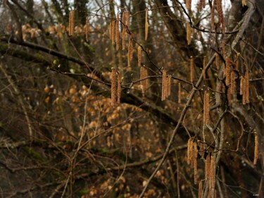 Photographie intitulée "Goutte d'automne" par Romain Vanbrabandt, Œuvre d'art originale, Photographie numérique