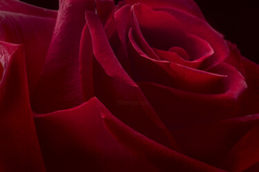 "Flowerissimo_19963" başlıklı Fotoğraf Michael Vdovin tarafından, Orijinal sanat, Dijital Fotoğrafçılık