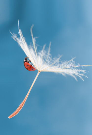 Series ladybug on a dandelion Photographie intitulée "Series ladybug on…" par Viktoriia Krulko, Œuvre d'art originale, Photographie numérique