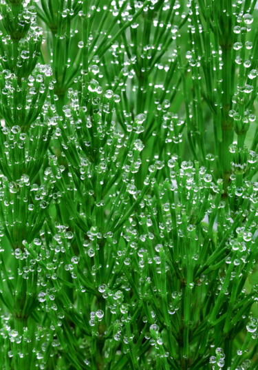 Фотография под названием "Dew drops on a mead…" - Viktoriia Krulko, Подлинное произведение искусства, Цифровая фотография