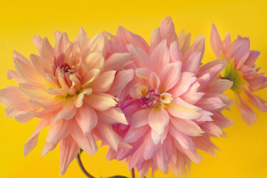 摄影 标题为“Flowerissimo_15429” 由Michael Vdovin, 原创艺术品, 数码摄影
