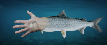 Digital Arts titled "Corgonus, poisson-m…" by Florence Ormezzano, Original Artwork, Digital Collage
