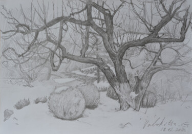 제목이 "Apricot tree and sn…"인 그림 Hennadii Volokitin로, 원작, 연필
